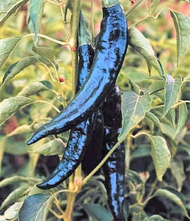 50 PASILLA BAJIO PEPPER Mexican Chile Negro Capsicum Annuum Vegetable Seeds